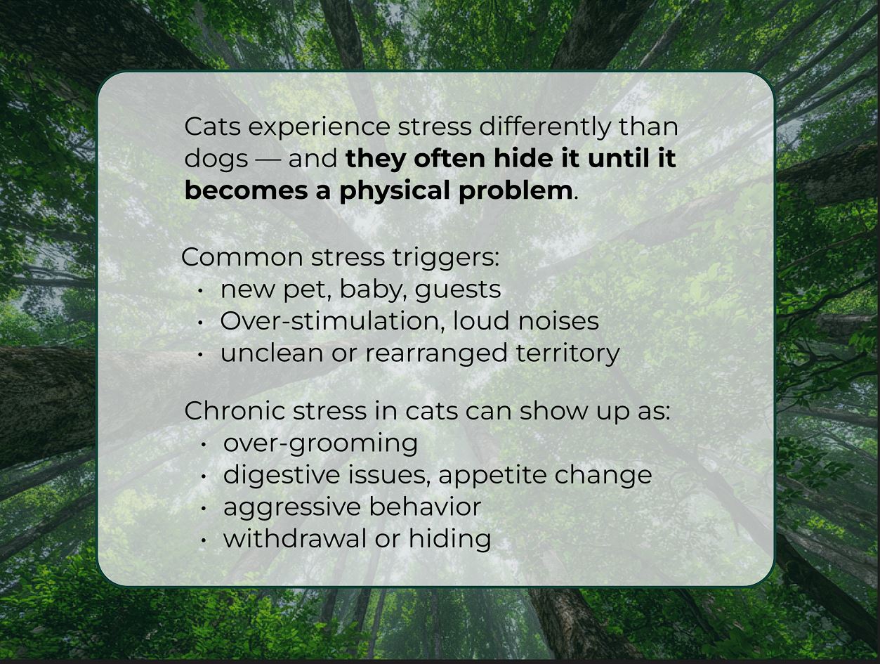 Cat Care Bundle