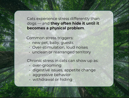Cat Care Bundle