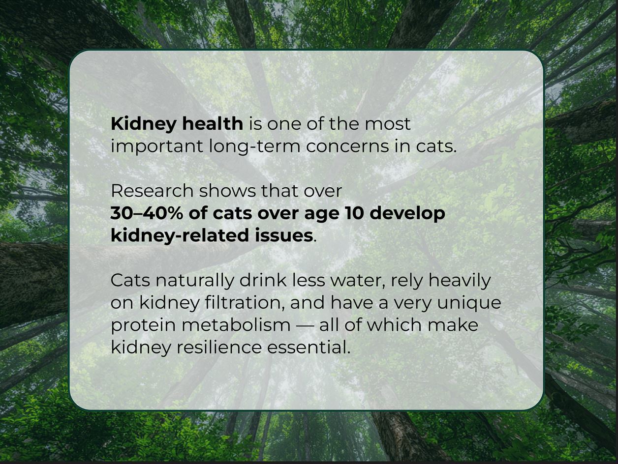 Cat Care Bundle