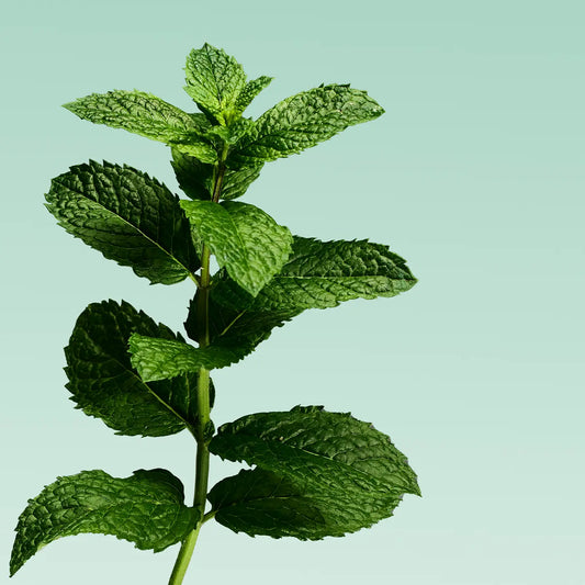 Davids Nano-Hydroxyapatite Natural Toothpaste